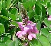 The Indigofera tinctoria plant and flower